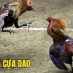 Đá gà cựa dao – Khám phá luật chơi và các ưu điểm nổi bật