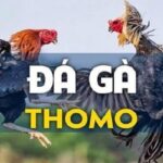 Đá gà thomo – trải nghiệm đặc sắc trong thế giới đá gà