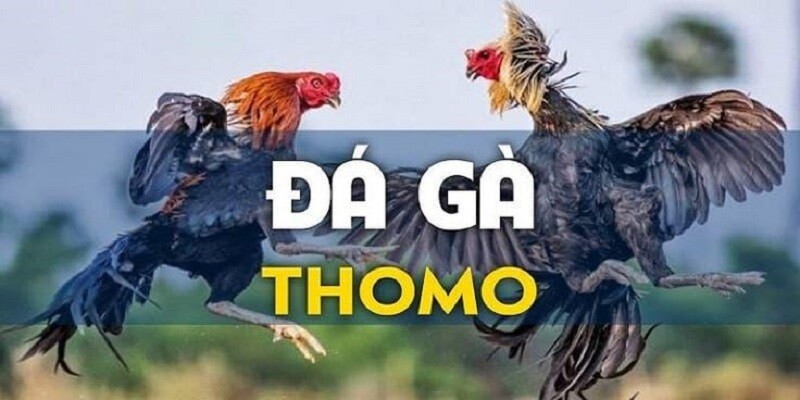 Đá gà Thomo là một dạng đá gà truyền thống, được tổ chức tại các đấu trường 